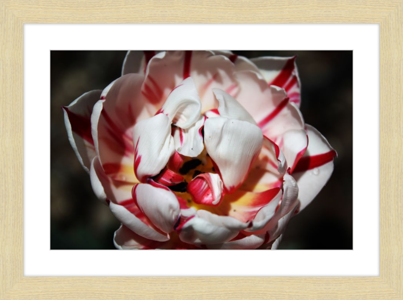 Peppermint Tulip