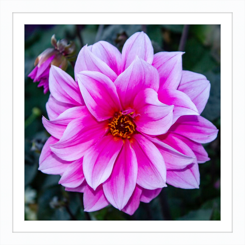 Pink Dahlia