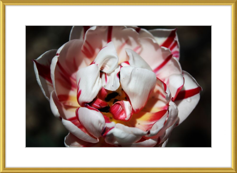 Peppermint Tulip