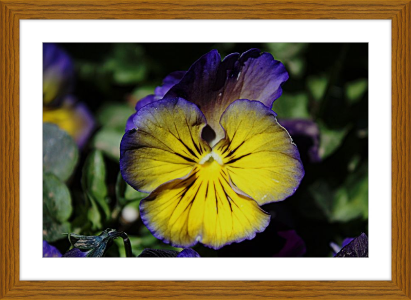 Purple & Yellow Pansy