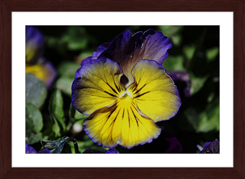 Purple & Yellow Pansy