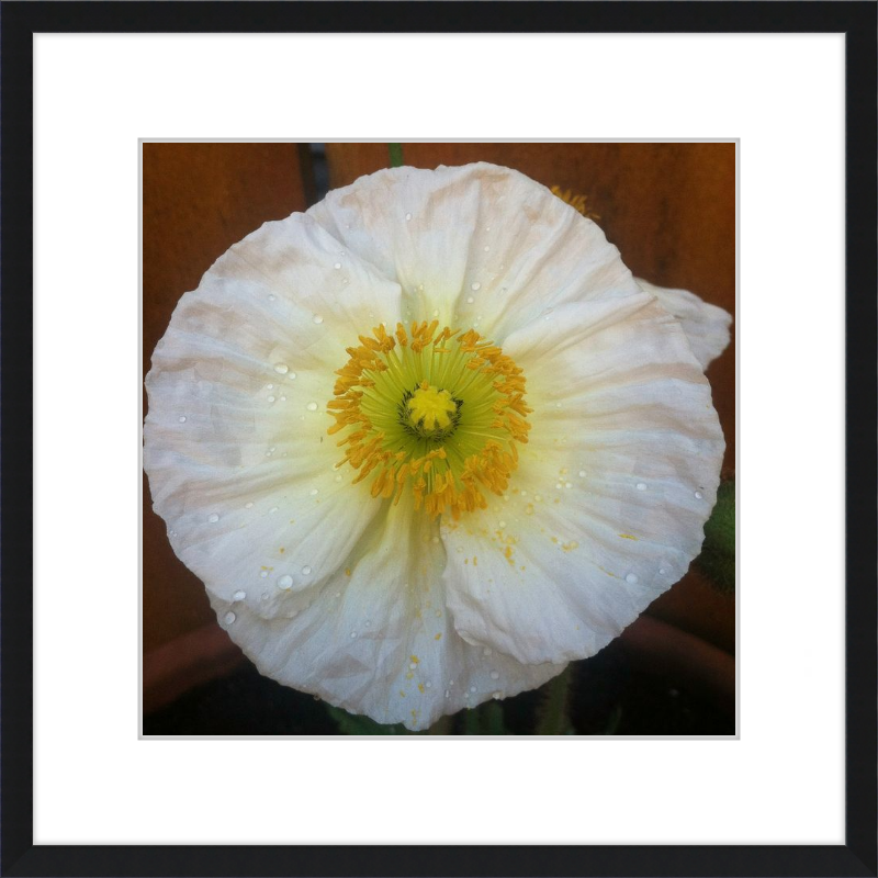 Poppy after the Rain