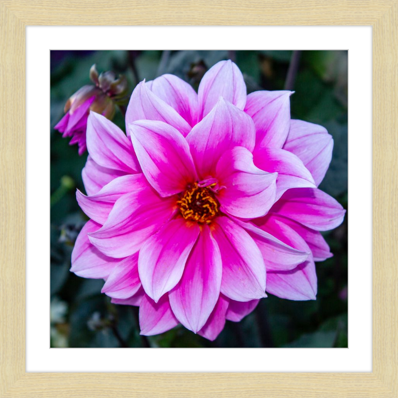 Pink Dahlia