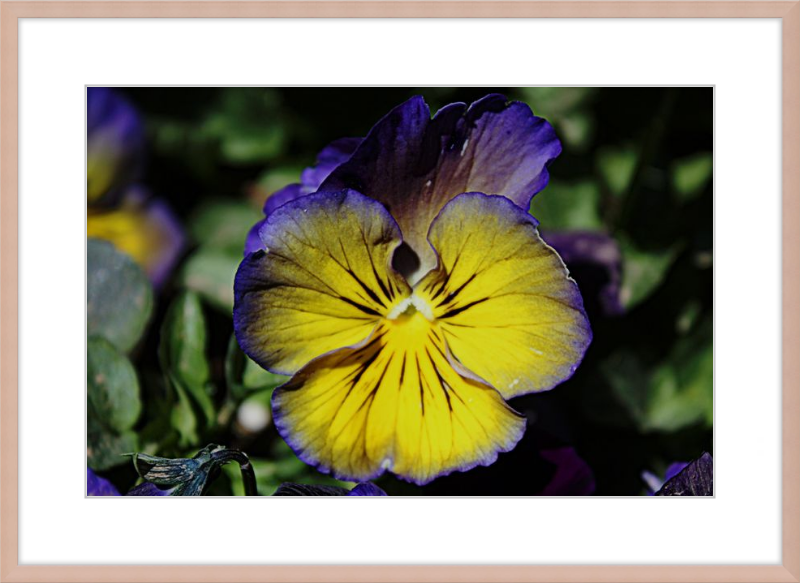 Purple & Yellow Pansy