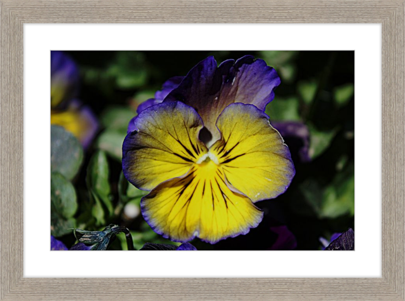 Purple & Yellow Pansy