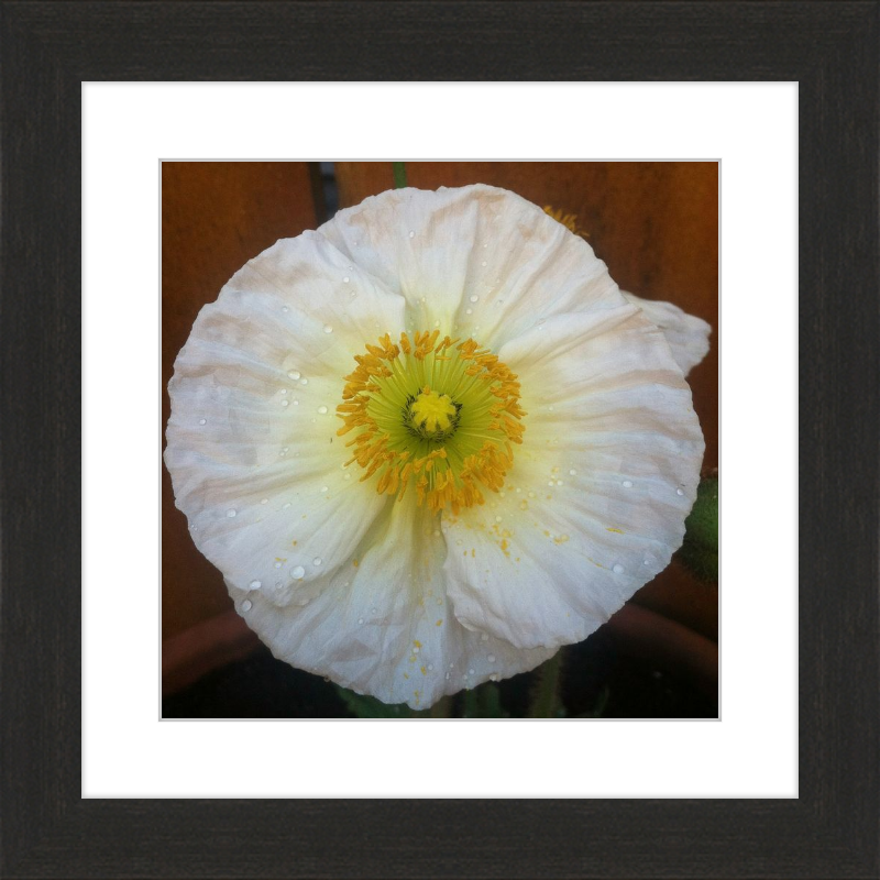 Poppy after the Rain