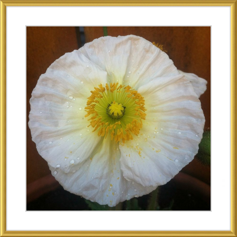 Poppy after the Rain