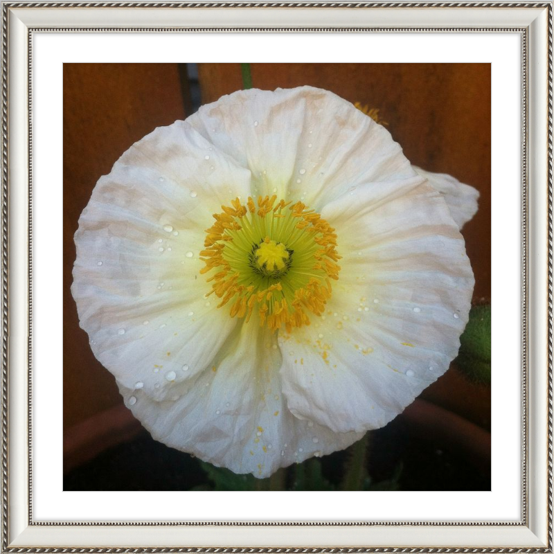 Poppy after the Rain