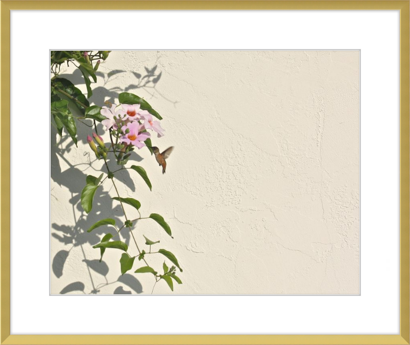 Hummingbird Feeding
