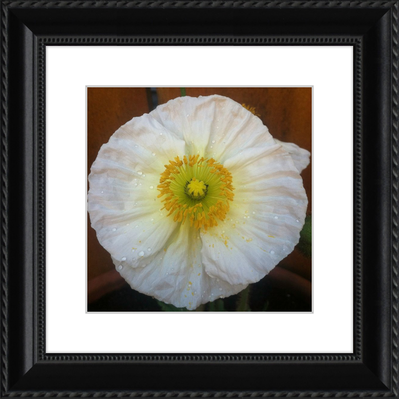 Poppy after the Rain