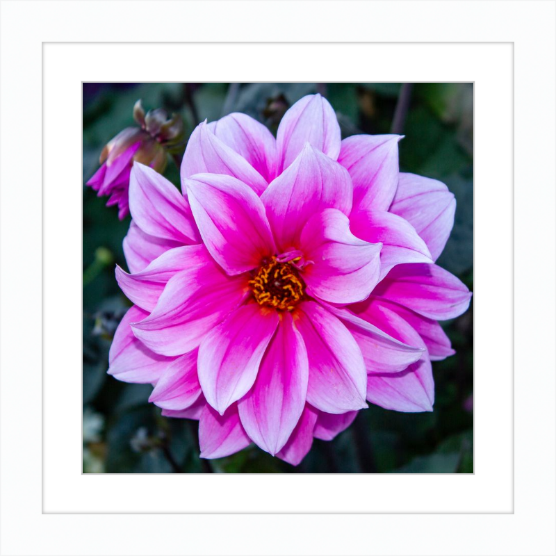 Pink Dahlia