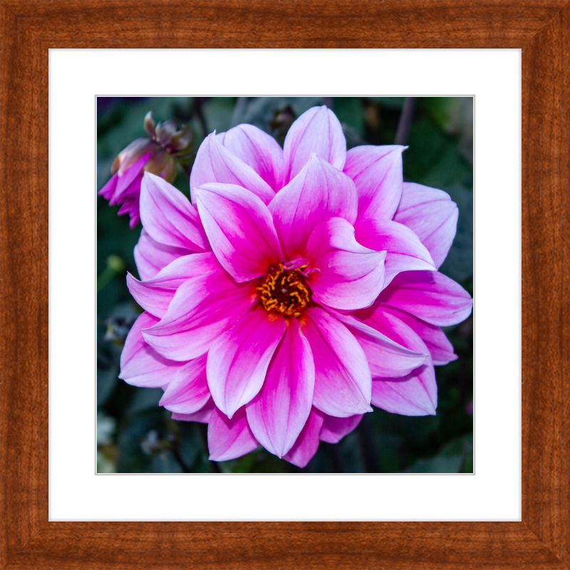 Pink Dahlia