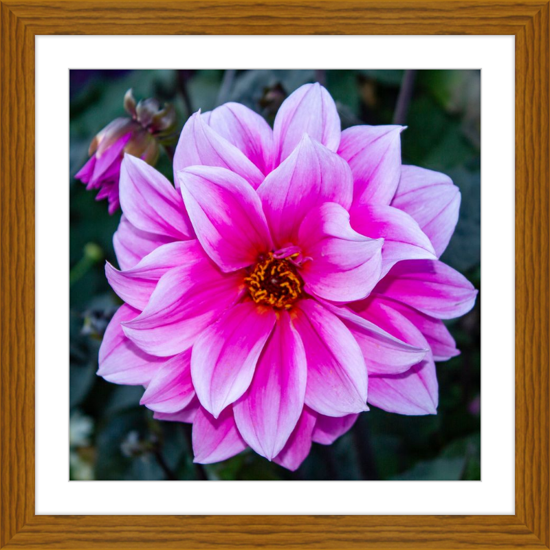 Pink Dahlia