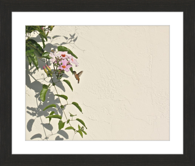 Hummingbird Feeding