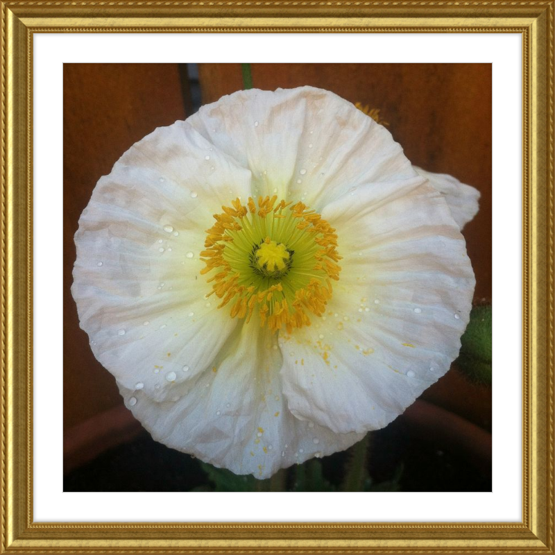 Poppy after the Rain