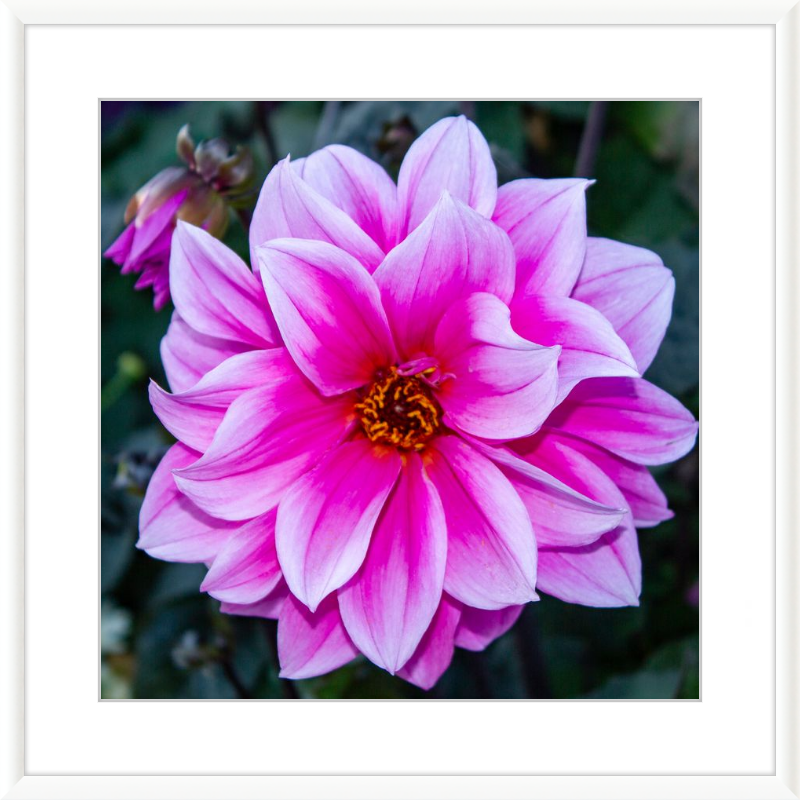 Pink Dahlia