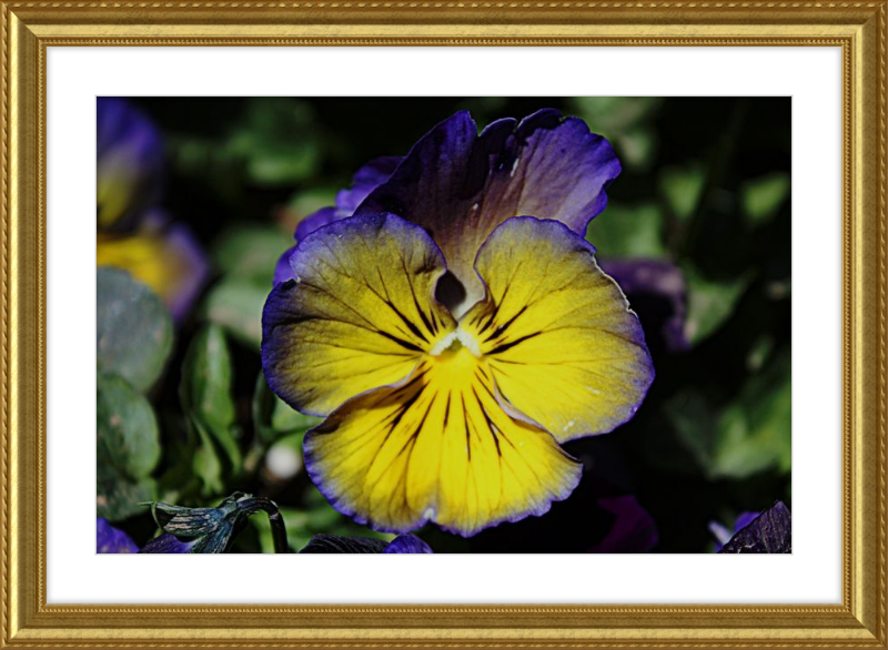 Purple & Yellow Pansy