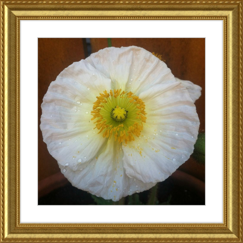 Poppy after the Rain