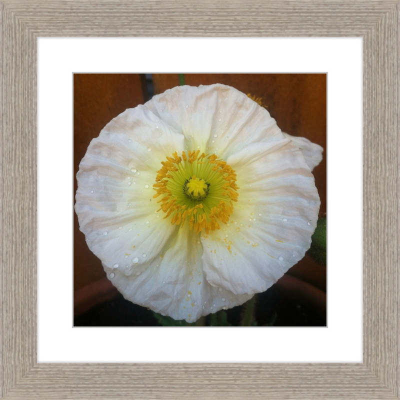Poppy after the Rain