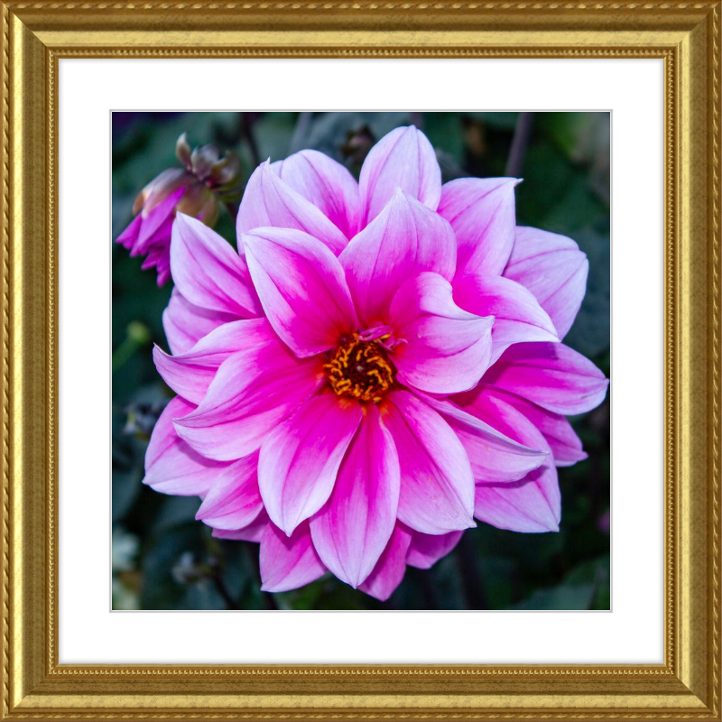 Pink Dahlia