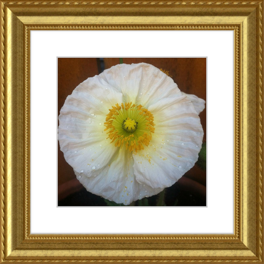 Poppy after the Rain