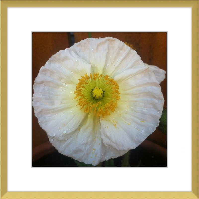 Poppy after the Rain