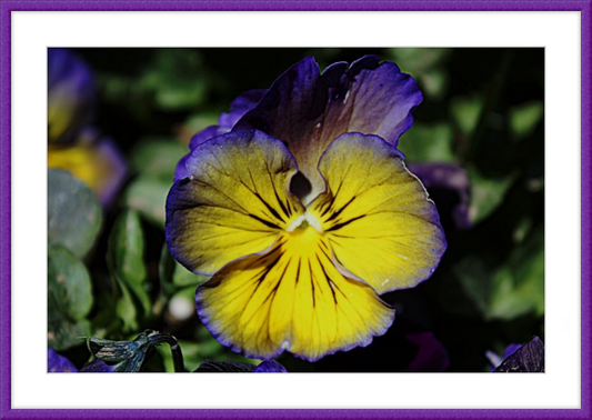 Purple & Yellow Pansy
