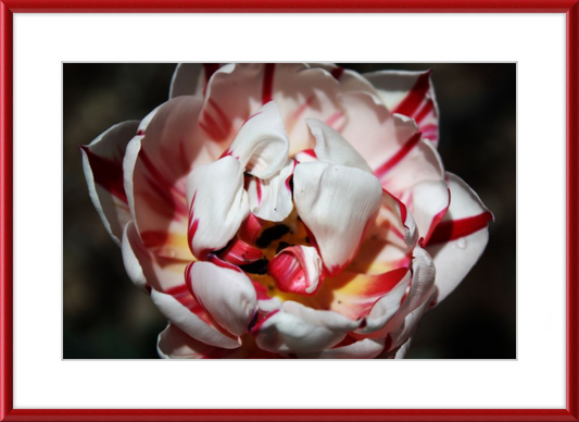 Peppermint Tulip