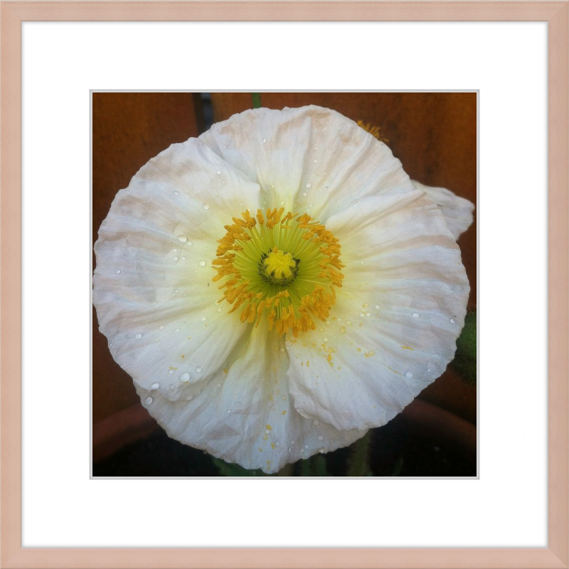 Poppy after the Rain