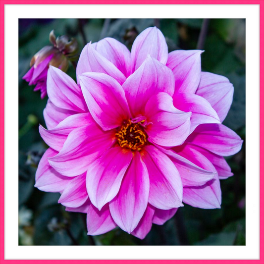Pink Dahlia